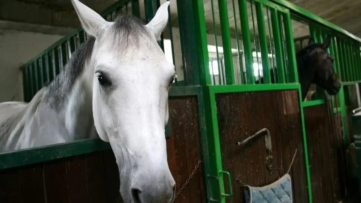 Hvis du har en hest, der påvirkes meget af fyrværkeri, så er det, ifølge Agria Dyreforsikring, ekstra godt, hvis du kan have den stående i en stald med heste, der ikke gør.  Arkivfoto: Agria Dyreforsikring