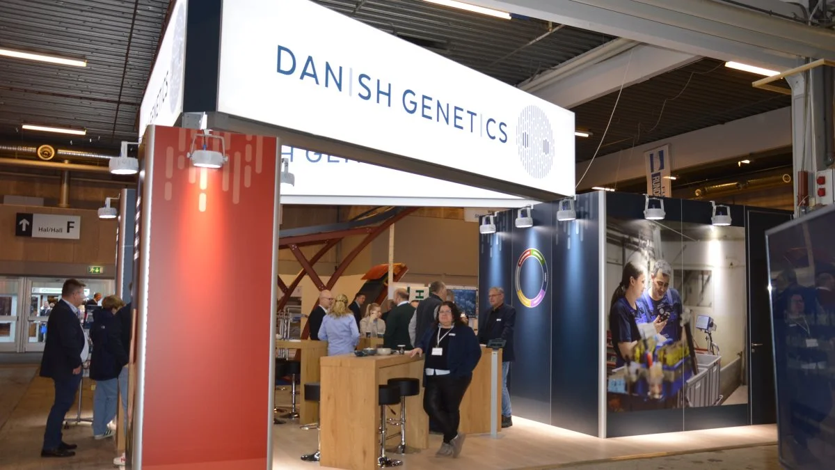 Danish Pig Genetics har i løbet af det seneste år arbejdet med et nyt avlsværktøj målrettet de producenter, der selv producerer deres polte. Fotos: Camilla Bønløkke