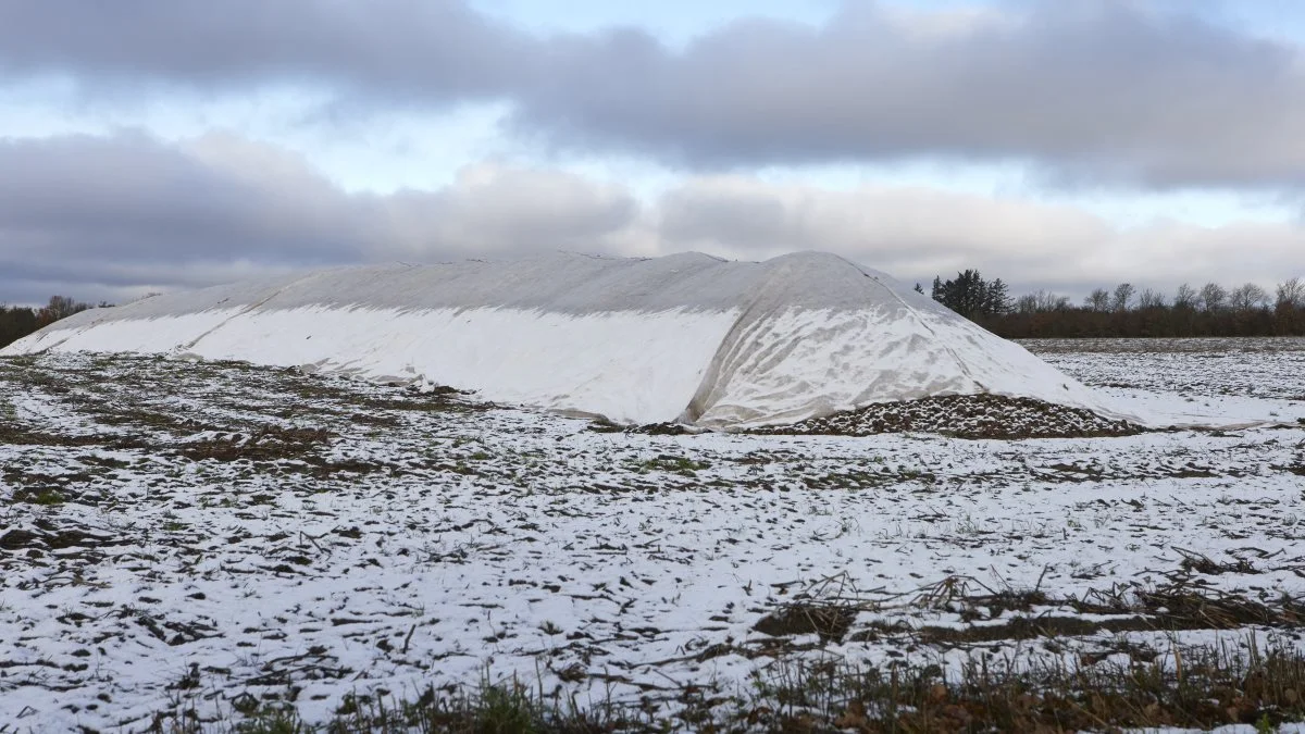De to novemberdage med frost og sne efter det varme efterår var de fleste kartoffeldyrkere belavet på. Kartoflerne til senere levering var som her ved Karup overdækket med tyk fiberdug, som i stille vejr sagtens beskytter ned til fem graders frost.