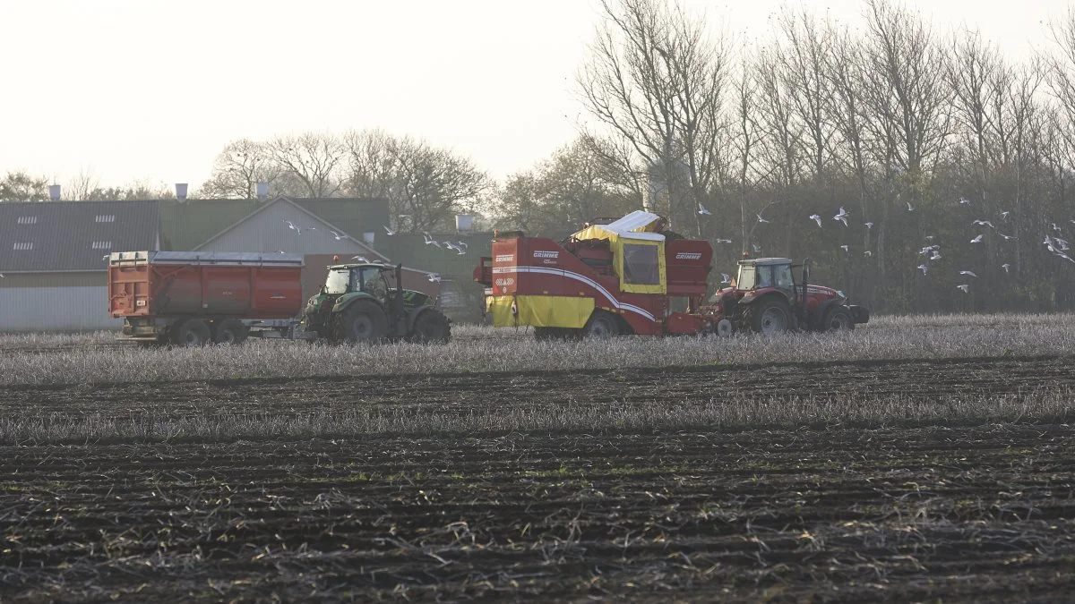 Optageforholdene for melkartofler har været perfekte i denne sæson. Billedet fra en mark ved Ribe er fra den 15. november.