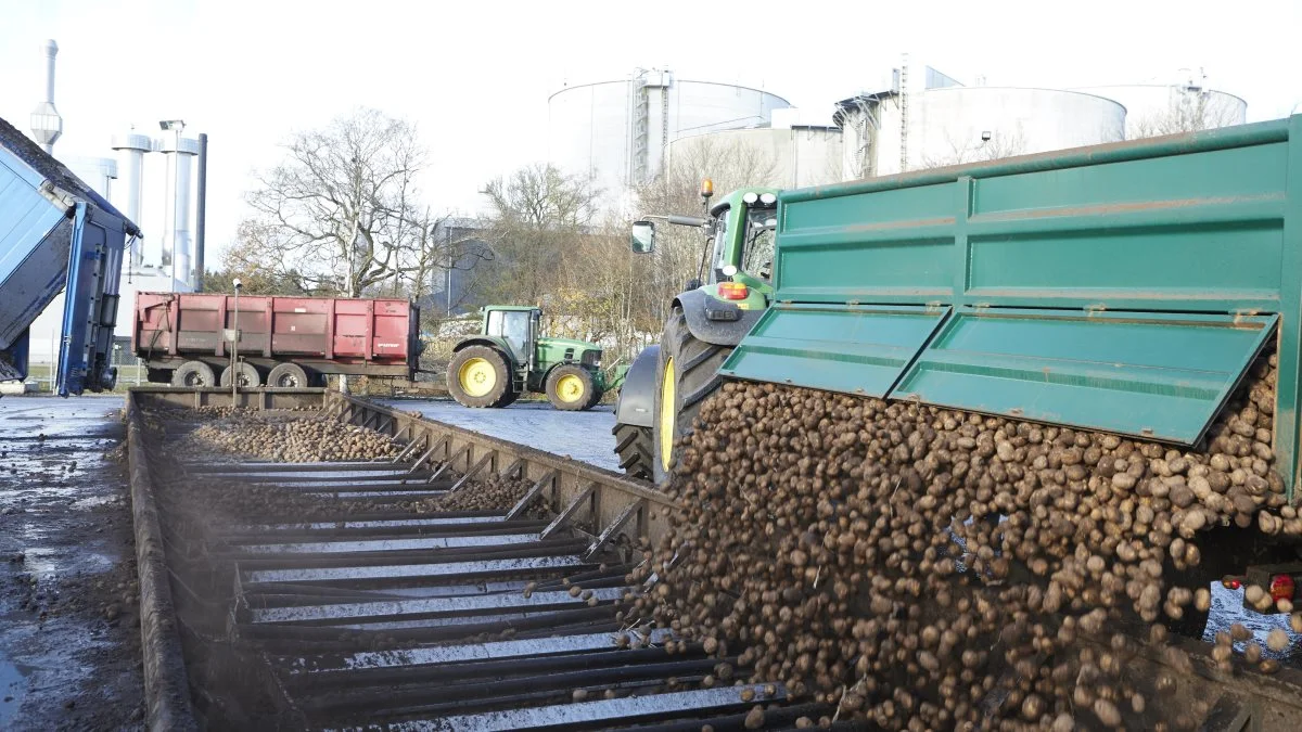 Siden slutningen af august har lastvogne og traktorkøretøjer alle dage, undtagen om søndagen, i en lind strøm læsset kartofler af til melproduktionen i Karup. 