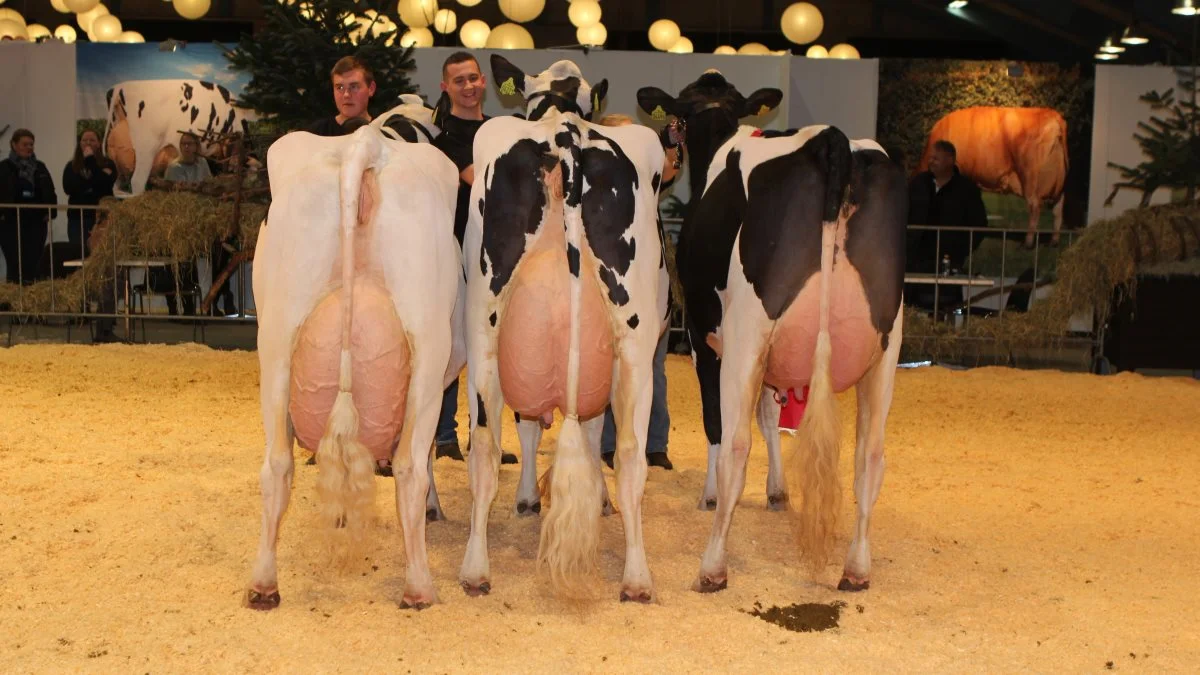 Bedste besætningsgruppe indenfor Holstein kommer fra Kærgaard Holstein, Hobro.