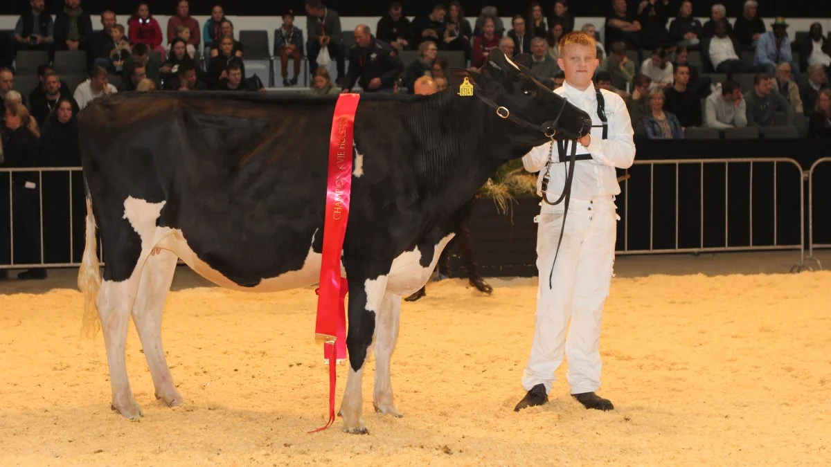 Bedste Holsteinkvie: 77000-03143, Maker x Sanchez, fra Tøvestensgaarden, Slagelse.