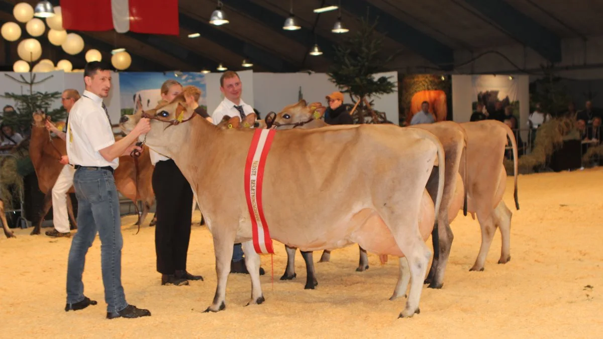 Bedste Jersey-besætningsgruppe kommer fra Tastum Jersey ved Familien Søgaard, Stoholm.