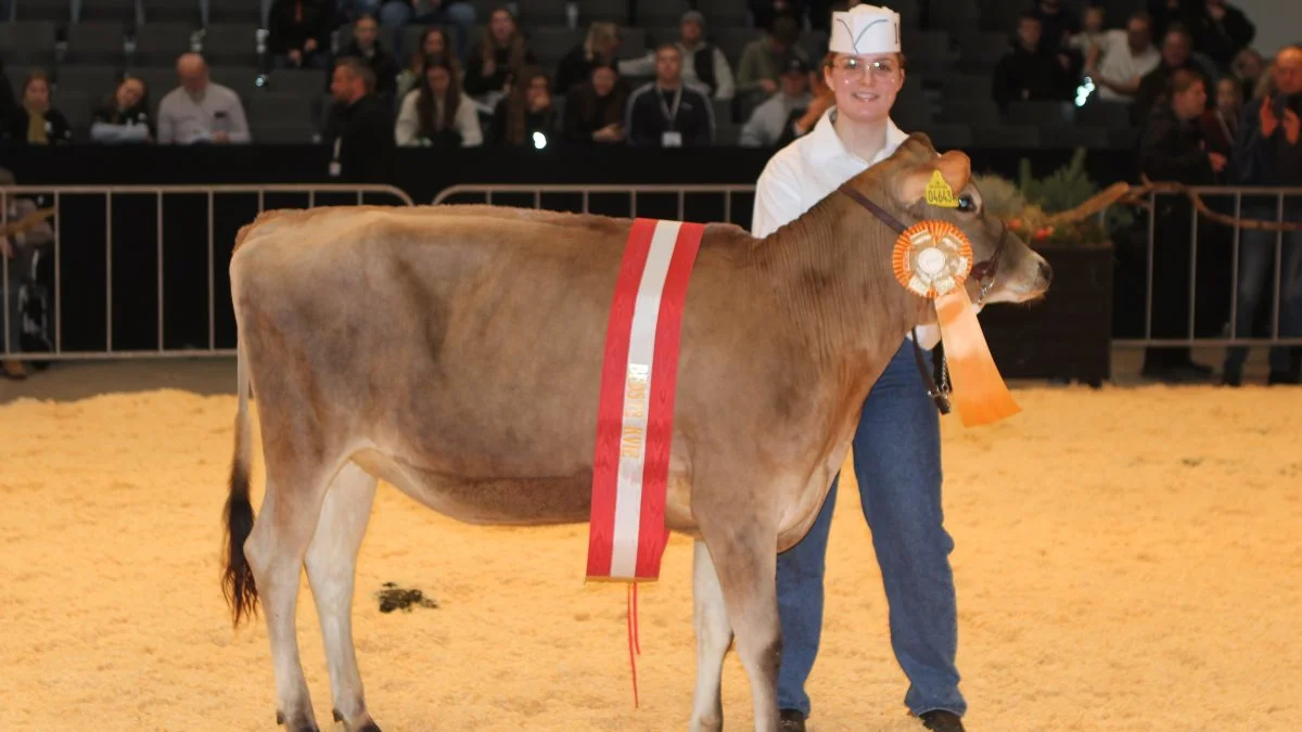 Bedste jerseykvie: 47188-04643, Webcam x VJ Haley, fra Sønderfenner ved familien Svejstrup Juul Rasmussen, Ribe.