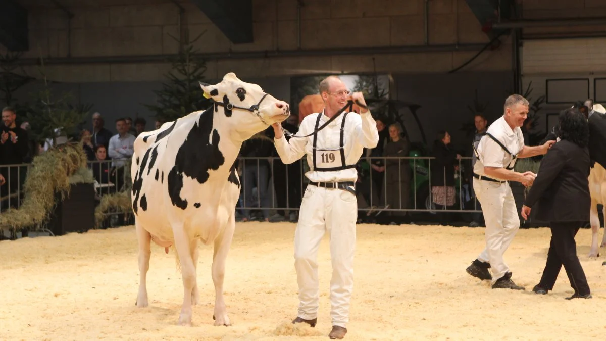 Hos Holstein tilfaldt champion-titlen en sjællandsk ko fra Christian L. Pedersen. Fotos: Line Brusgaard