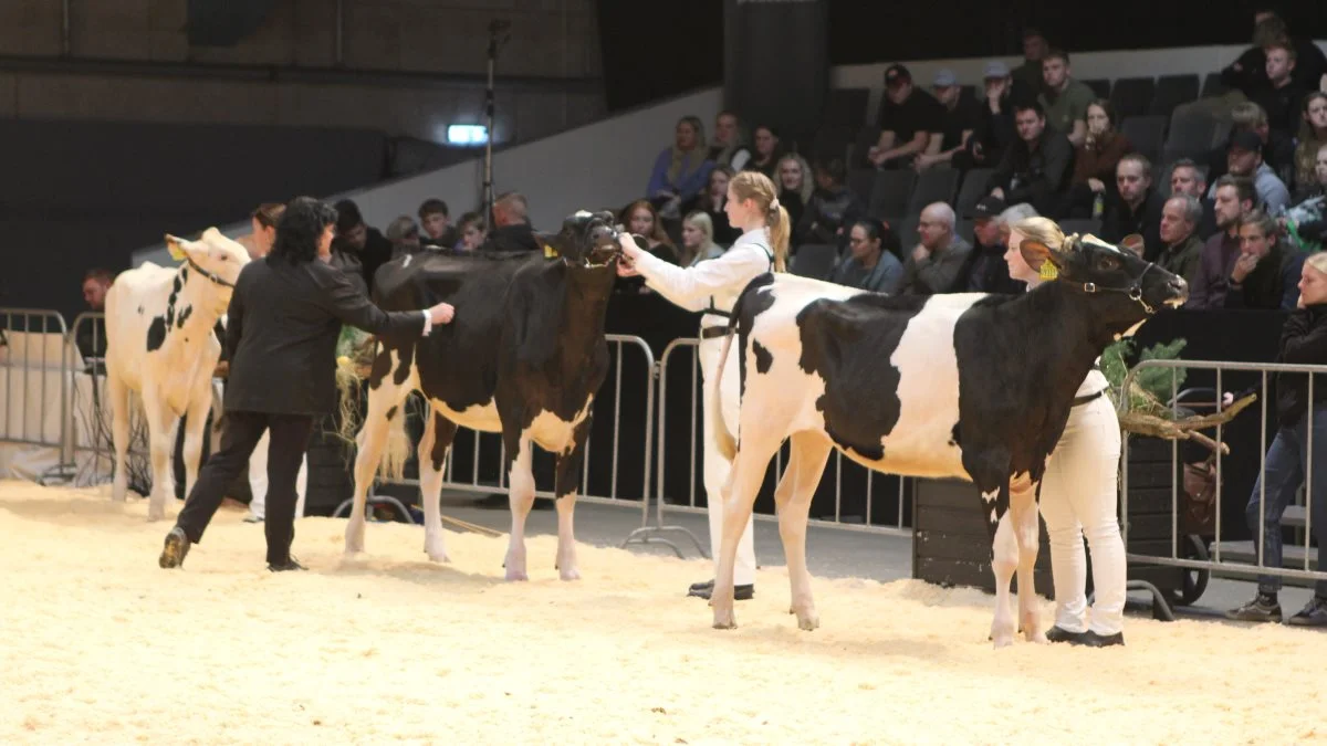 Kvierne skulle vises i showringen, hvor dommer Gill Zeilon stod klar til at bedømme de unge udstillere i landskampen.