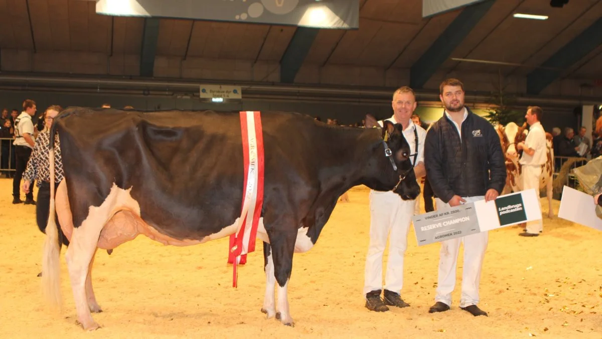 Reservechampion Holstein: 23714-02928, Battlecry x Sargeant, fra Skovgård, Them.