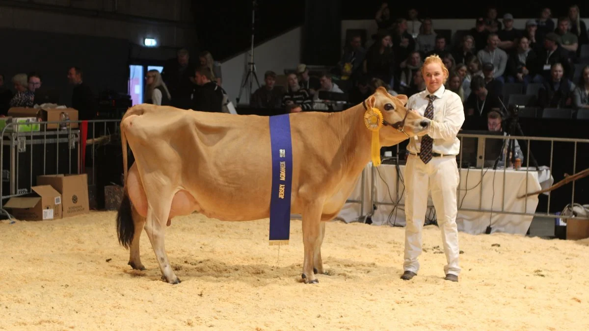 Reservechampion Jersey: 18659-04969, VJ Haley x VJ Link, fra Andekærgård ApS, Tåsinge.
