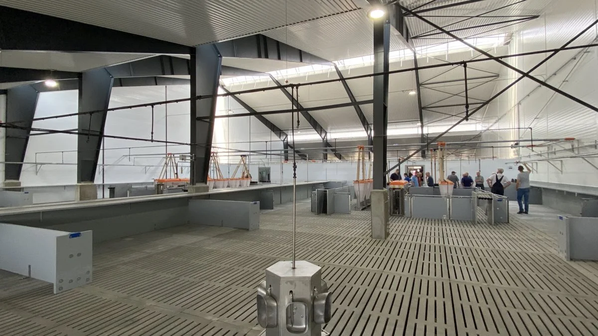 I stalde med naturligt lysindfald kan elforbruget reduceres med 60-80 procent, ifølge RN Solutions. Foto: RN Solutions