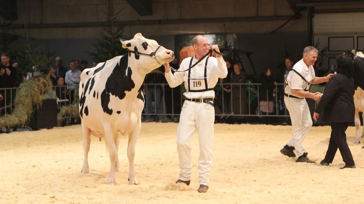 Hos Holstein tilfaldt champion-titlen en sjællandsk ko fra Christian L. Pedersen. Foto: Line Brusgaard