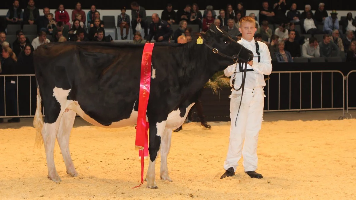 Bedste Holsteinkvie: 77000-03143, Maker x Sanchez, fra Tøvestensgaarden ved Slagelse. Foto: Line Brusgaard