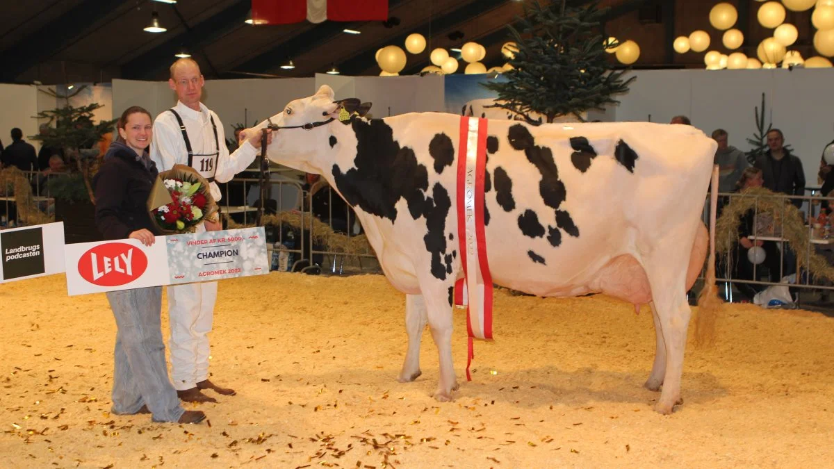 Champion Holstein: 14996-13239, Defiant RC x Aikman, fra Skovbakkegård, Regstrup. Foto: Line Brusgaard