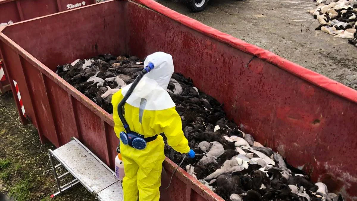 Det var Mette Frederiksens modvilje mod minkavl i Danmark, der var årsagen til aflivningerne i efteråret 2020, mener Erik Vammen. Arkivfoto: Brian Langballe Kristiansen