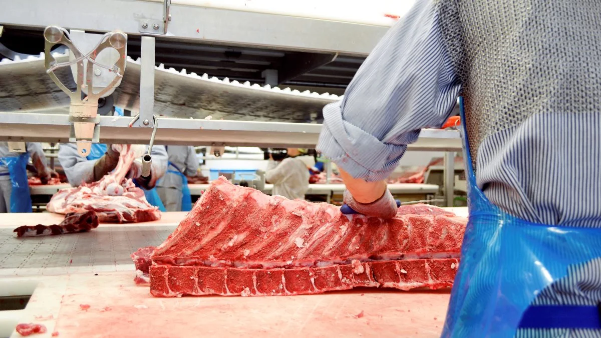 Selvom der traditionelt set ikke sælges meget oksekød op til jul, er der alligevel en fornuftig afsætning, skriver analysevirksomheden AgroMarkets. Foto: Danish Crown Beef