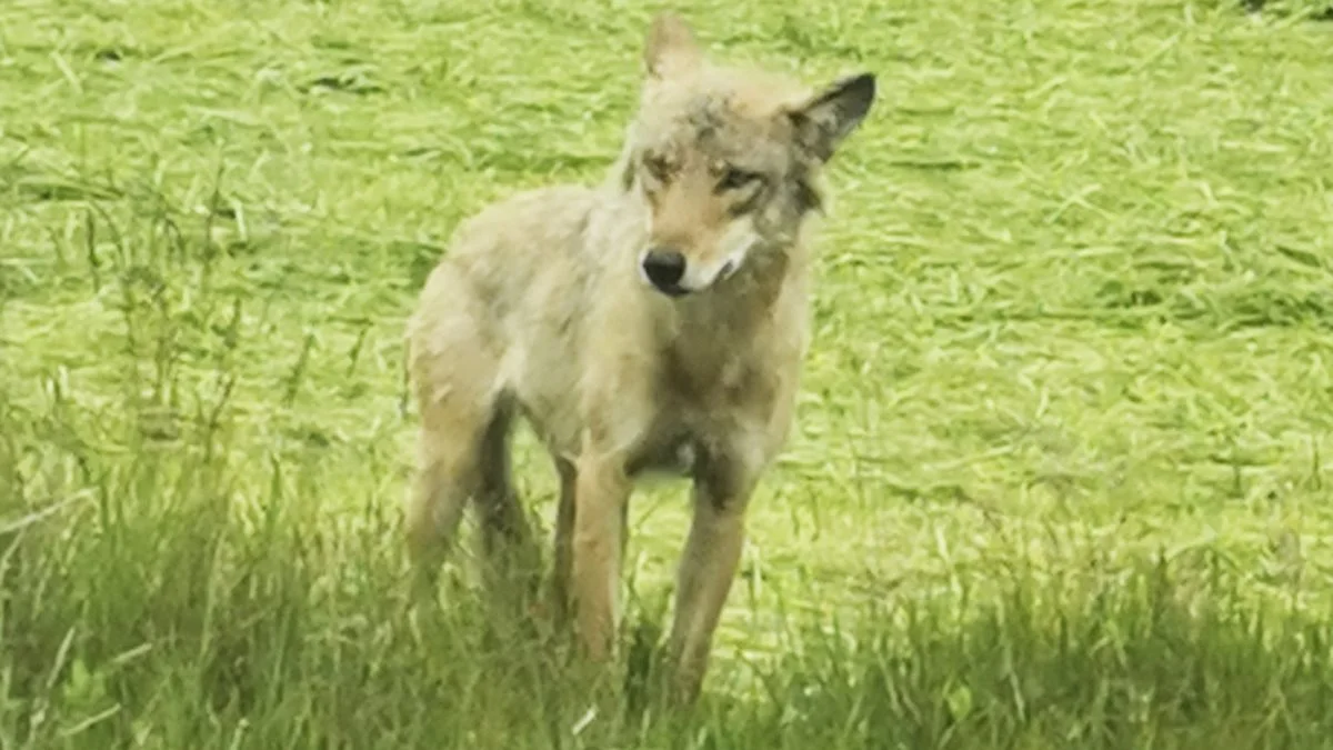 Overvågningskameraer har ved flere lejligheder fanget ulve i Sønderjylland, der har været på vej fra eller til Tyskland, som på billedet her. Arkivfoto