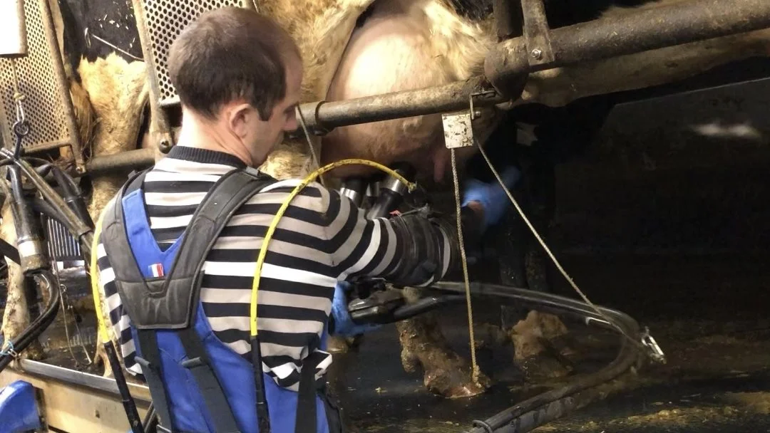 Før Pavlo fik et exoskelet, havde han en slap holdning og brugte ikke sin krop rigtigt, hvilket betød, at han fik smerter. Med exoskelettet på får han en mere oprejst holdning og er mere bevidst om, hvordan han bruger kroppen. Fotos: KvægXperten