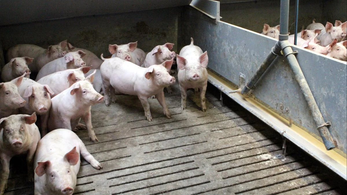 Med stigende mængder hybridrug i foderet til slagtesvin blev nødvendigt at tilsætte mere soja og foderfedt for at kompensere for hybridrugens lavere indhold af energi og protein, fremgår det af en undersøgelse fra Den rullende Afprøvning. Arkivfoto