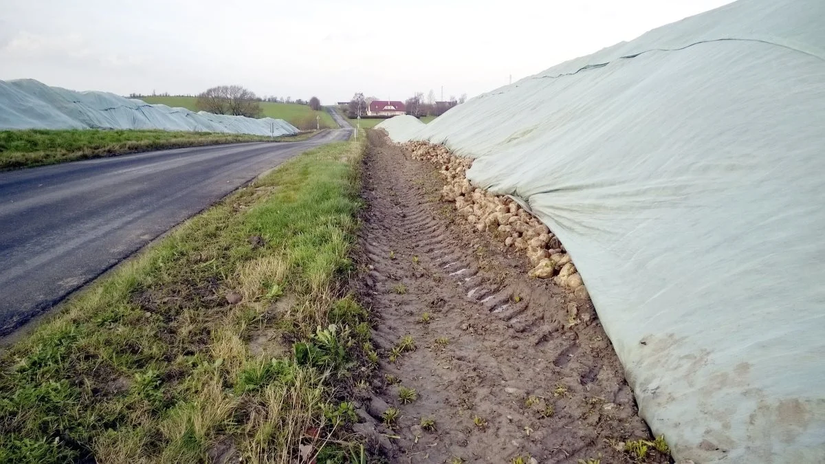 De resterende sukkerroer ligger nu skærmet godt af mod frosten under fleecedug frem til kampagnen i Nakskov og Nykøbing Falster slutter midt i januar. Arkivfoto: Anne Wolfenberg  