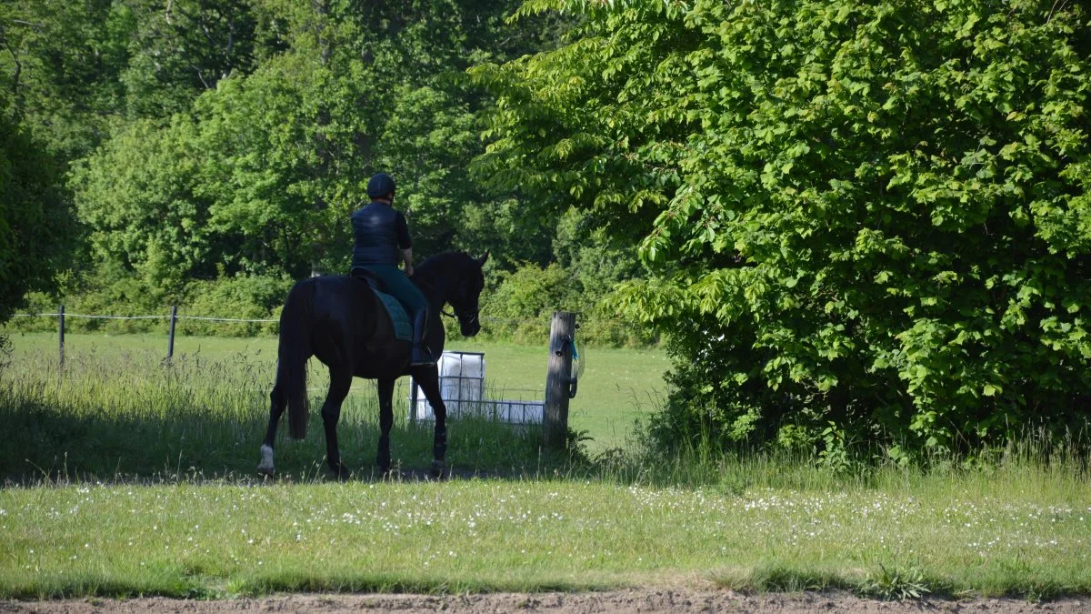 I løbet af efteråret har DRF, i fællesskab med Mattssons Rideklub, arrangeret rideture i Dyrehaven på fem forskellige weekenddage. Turene blev arrangeret som et led i DRF’s udviklingsprojekt »Rekruttering og (gen)aktivering af voksne«, hvis formål er at rekruttere flere voksne til ridesporten. Arkivfoto: Camilla Bønløkke
