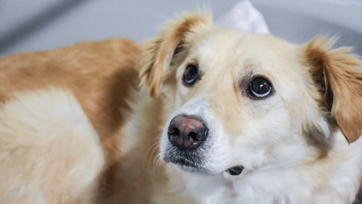 Der er mange ting, man som hundeejer kan gøre for at hjælpe sin hund godt gennem årsskiftet. Foto: Dyrenes Beskyttelse