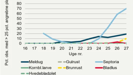 Angreb af skadegørere i 2022 i vinterhvede var meget lidt udbredt - bortset fra septoria sidst i vækstsæsonen. Kilde: Landsforsøgene 2022
