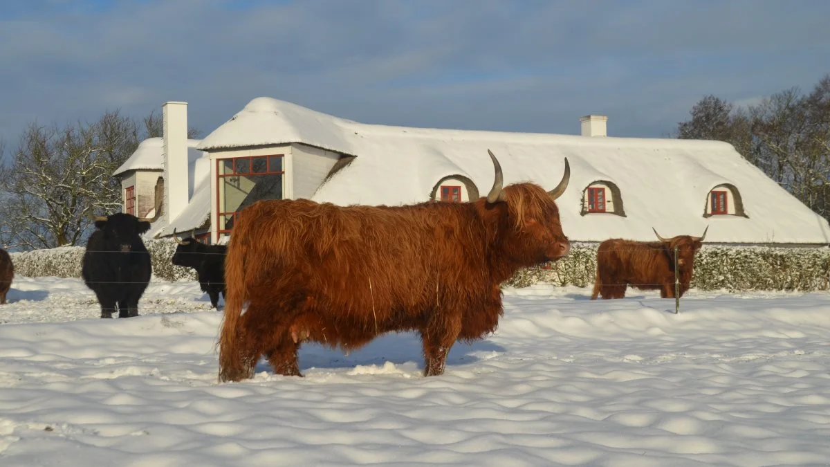 Dybkjærs Highland Cattle, ved Skodborg nær Rødding er et af de steder, der inviterer inden for lørdag den 7. januar. Privatfoto