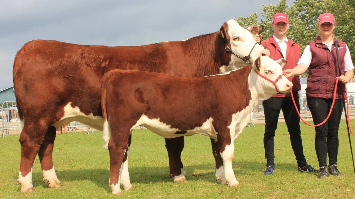 Rosenkær Nicole og hendes kviekalv, Rosenkær Sweet Dream, på Landsskuet 2022, hvor de blev Bedste Hereford. Foto: Bent Sørensen