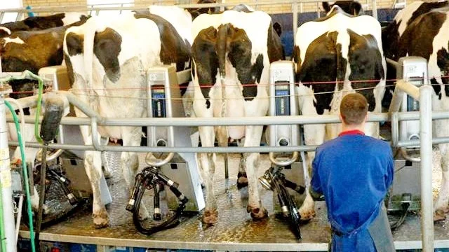 Prisen på mælk tog et dyk på den netop afholdte internationale auktion, Global Dairy Trade. Arkivfoto: Camilla Bønløkke
