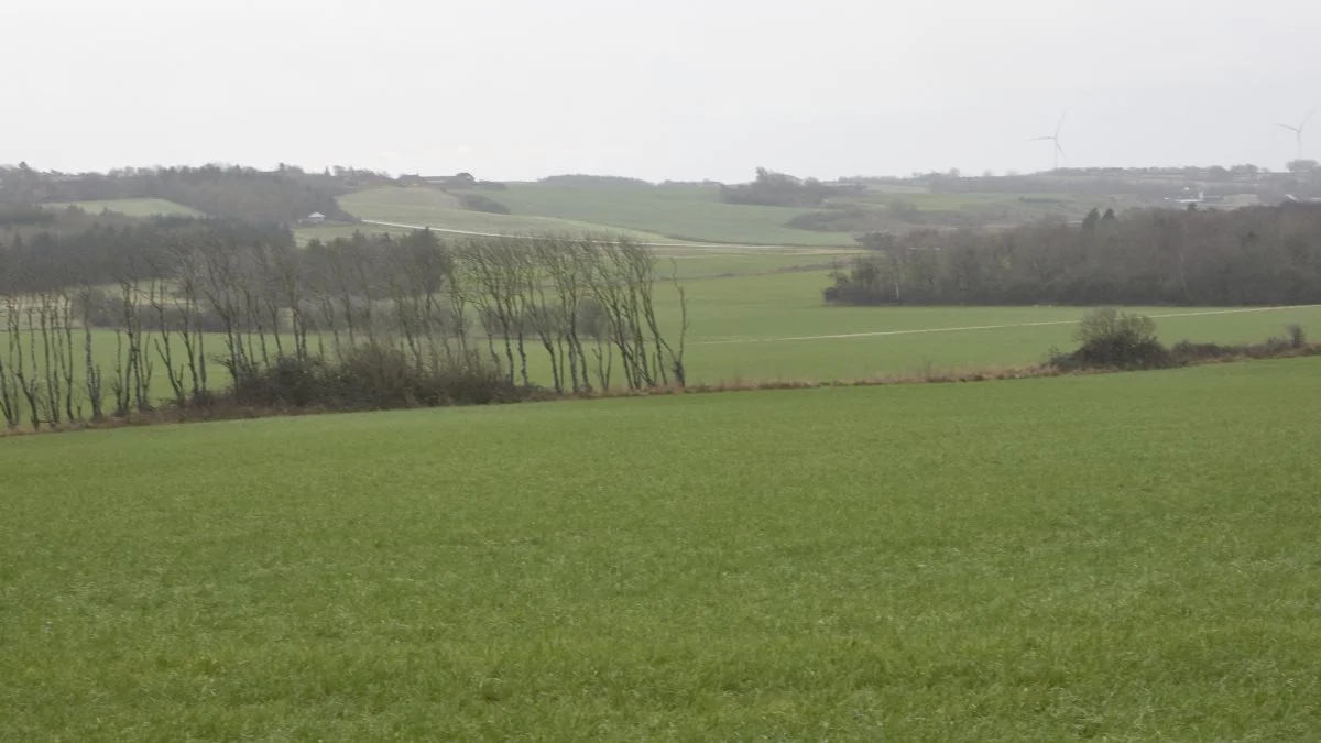 På landets bedrifter skal der nu ledes efter hjørner og trekantede marker, langs skovbryn og lavtliggende arealer for at leve op til fire procent brakreglen på ejendommen. Billedet er fra Salling.