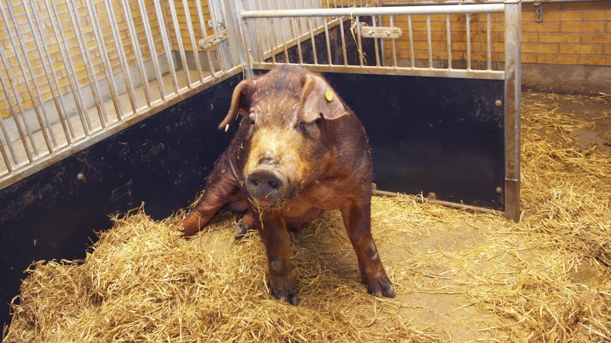 En ny analyse skal øge sædkvaliteten ved Danish Genetics. Arkivfoto: Tenna Bang