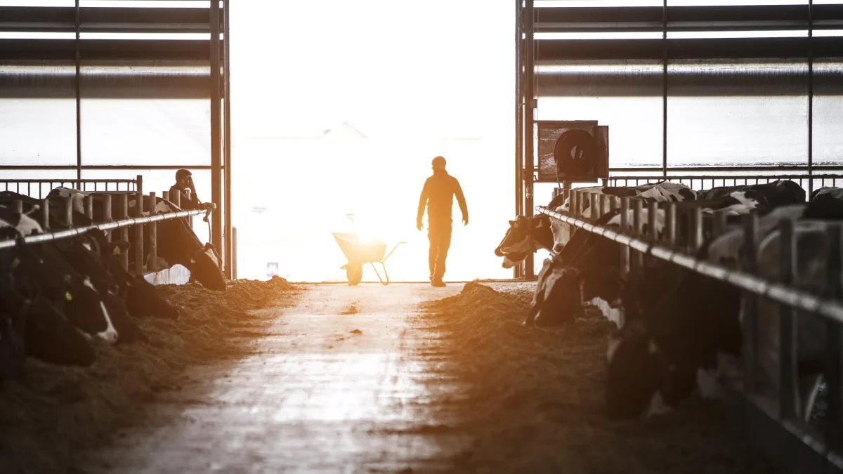 Der er udsigt til at foskere kan få banebrydende resultater ud af det projekt, der blandt andet skal finde sted på Vejlskovgaard ved Odder. Foto: Arla