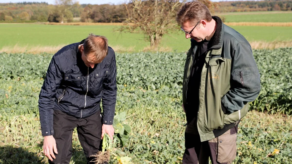 Lars Nielsen, Fionia Agro ved Ullerslev på Nordfyn, har stillet areal til rådighed, så landboforeningen Centrovice kan undersøge effekten af brakpudsning af rapsmarken som alternativ til vækstregulering. Planteavlskonsulent Anders Sigersted og Lars Nielsen besigtiger her det stykke af marken, hvor brakpudseren har været helt i bund.