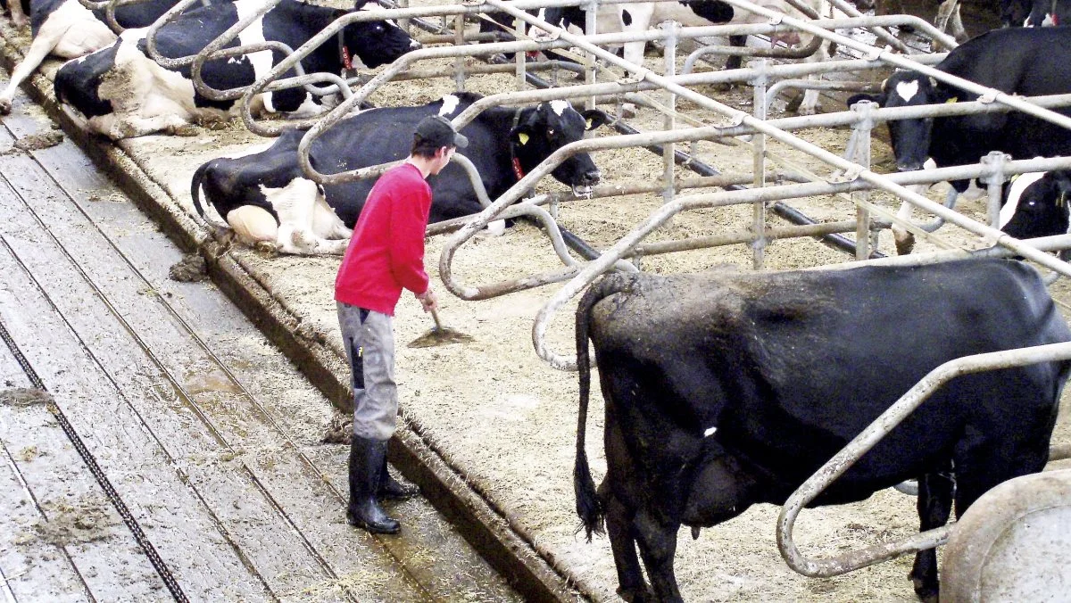 Mælkeproducenternes indtjening løfter landbrugssektorens økonomi markant. Indtjeningen er dog på ingen måde abnorm høj, men sikrer blot et acceptabelt afkast, vurderer seniorrådgiver. Arkivfoto