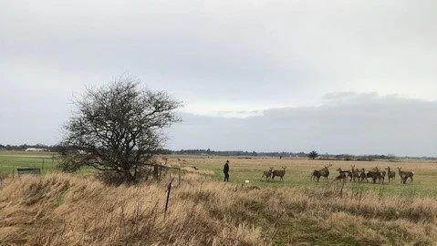 Søndag fik personale fra Farm Fun kontakt til krondyrene, og det lykkedes at fodre dyrene med hånden. Foto: Farm Fun