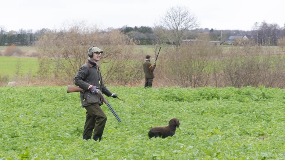 De ti vildænder fra Harboøre Tange, som Miljøstyrelsen har fået undersøgt, indeholder PFAS i koncentrationer, som langt overskrider grænseværdierne. Foto: Openlands