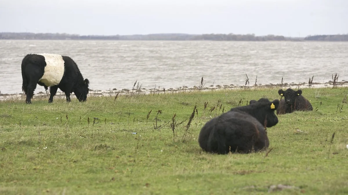Som noget nyt afvikles i denne og næste uge fælles regionsmøder for kødkvæg, arrangeret af Viking Danmark, Danish Crown og Dansk Kødkvæg. Billedet er fra Enebærodde på Nordfyn. Foto: Erik Hansen
