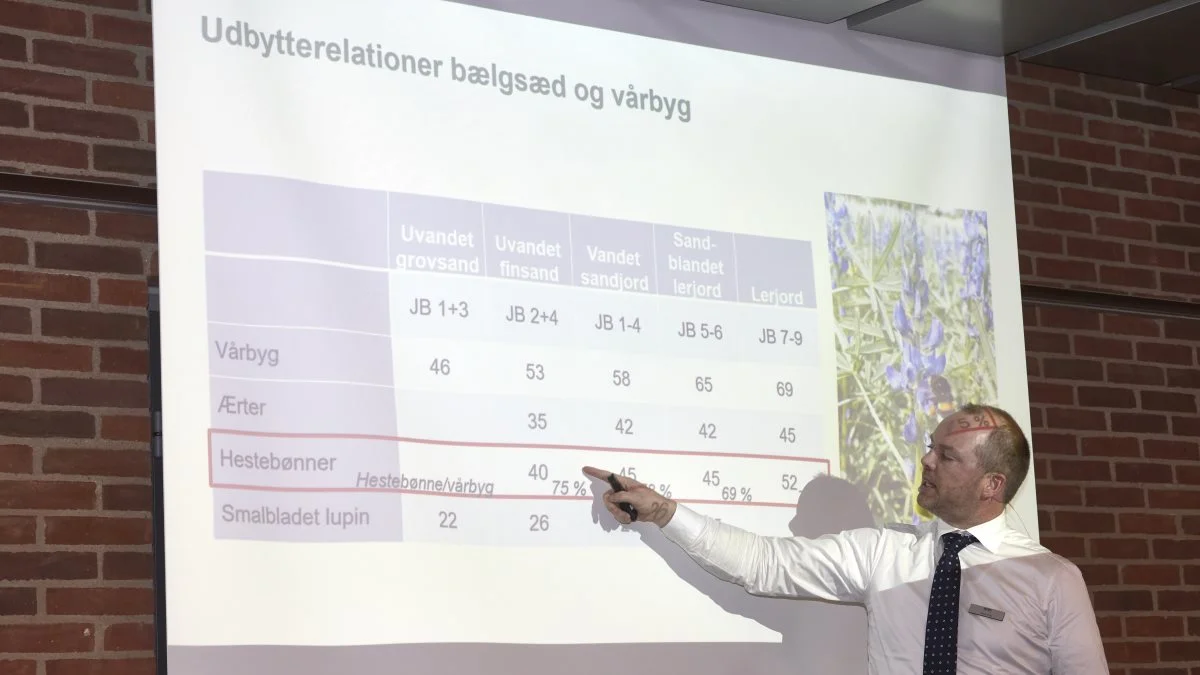 Specialkonsulent Jacob Krog, Seges Innovation, påpeger, at hestebønner er den mest oplagte proteinafgrøde i forhold til byg, ikke mindst på sandjorde med vanding. Fotos: Erik Hansen