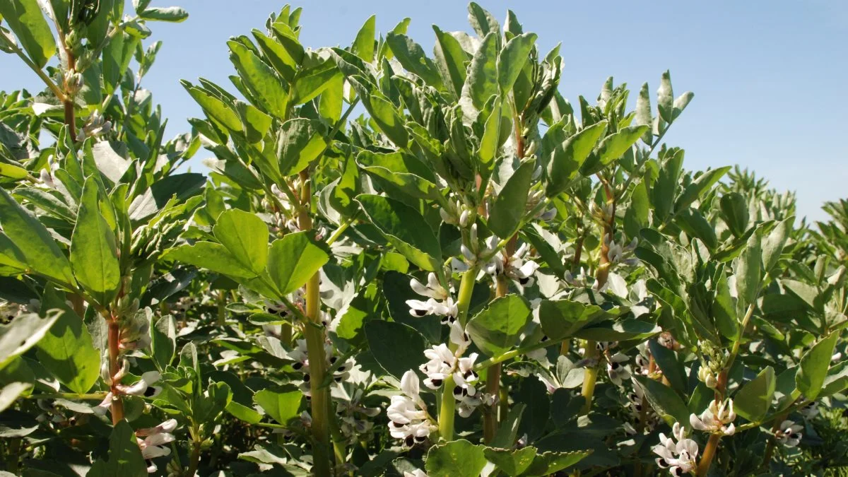 Chefkonsulent Jon Birger Pedersen understreger, at hestebønnerne bør dyrkes af planteavlere, hvor proteinafgrødens forfrugtsværdi bedst vil kunne udnyttes. Tilmed vil 15 procent hestebønner såvel på lerjord som sandjord være en fordel i forhold til de nye sædskifteregler i CAP-reformen. Arkivfoto
