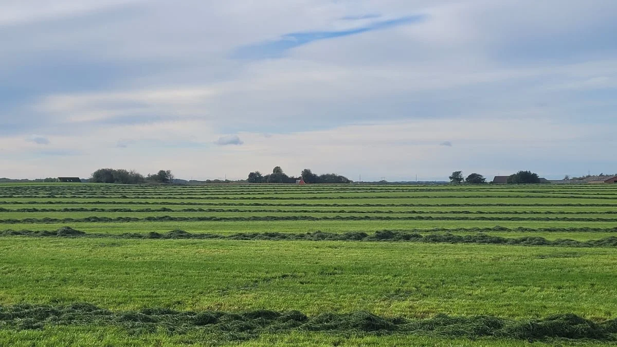 Billedtekst: Hele manøvren med tilskuddet til Miljø- og klimavenligt græs vil øge kulstofopbygningen på marken og formindske kvælstofudvaskningen, og som en afledt effekt blandt andet også øge biodiversiteten i jordbundsfaunaen og opbygge jordens pulje af organisk materiale, opregner Landbrugsstyrelsen. Foto: Line Brusgaard.
