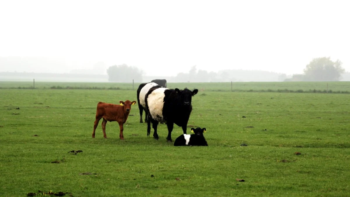 Ifølge Danske Regioner kan op mod 14.607 steder i Danmark være forurenet med PFAS. Arkivfoto