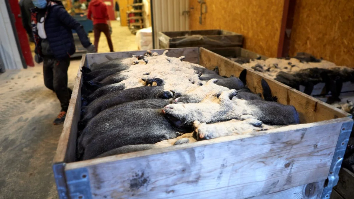 Mens minkavlere har fået erstatning for de skind, der måtte destrueres i forbindelse med nedslagtningen af mink, har det længere udsigter at få den endelige erstatning på plads, erkender Minksekretariatet. Arkivfoto: Erik Hansen