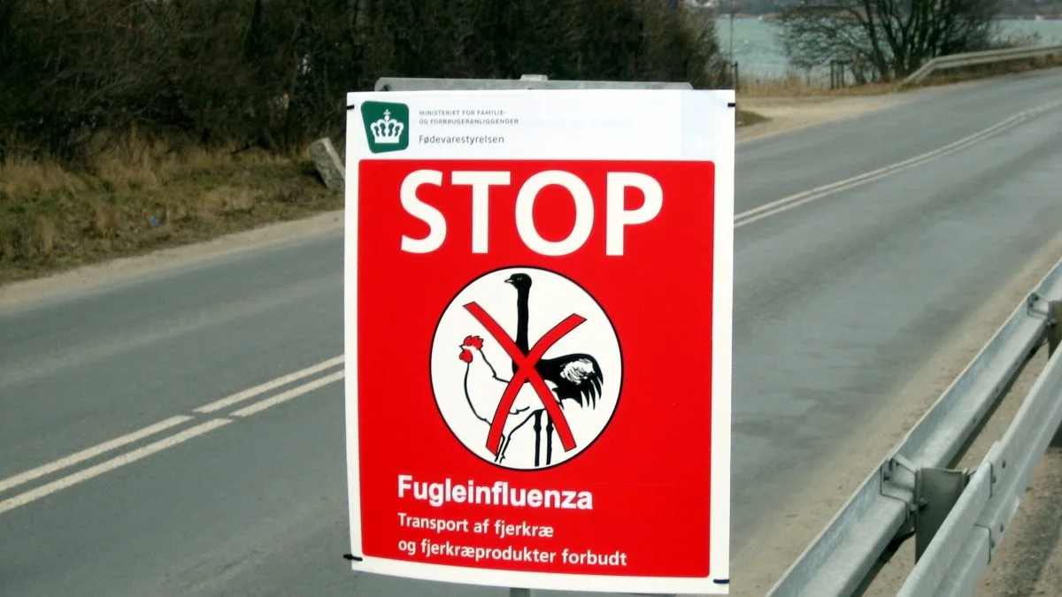 Det nuværende trusselsniveau for smitte med fugleinfluenza fra vilde fugle til fjerkræ er fortsat meget højt, oplyser Fødevarestyrelsen. 