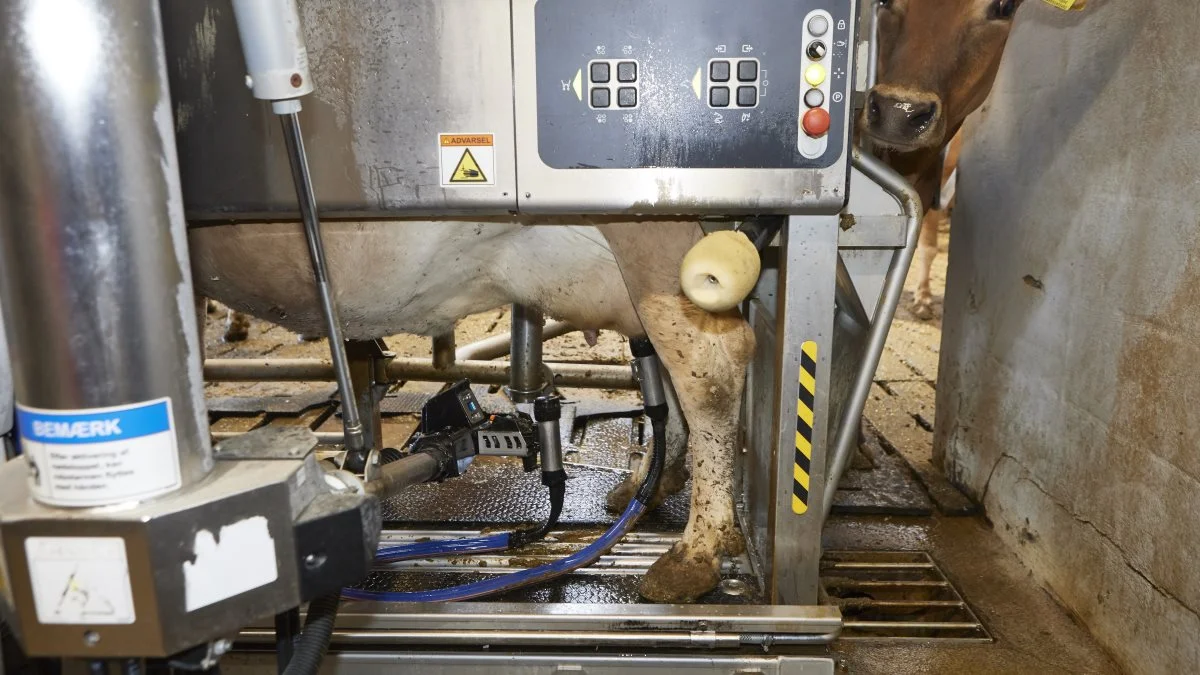 Der var fald i de fleste kategorier på den seneste mælkeauktion. Arkivfoto: Erik Hansen