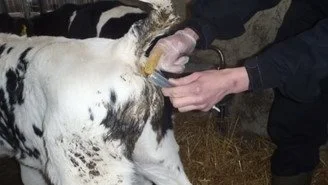 Udtagning af gødningsprøver fra kalv syg med diarré. Foto: LVK