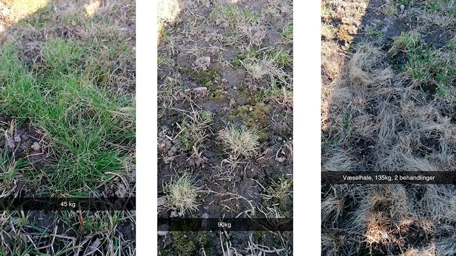 Mængden af væselhale den 15. marts efter forskellige grader af afbrænding med gas. - Men planterne skyder igen fra vækstpunktet, konstaterer Rune Gjengedal, der har taget billederne.