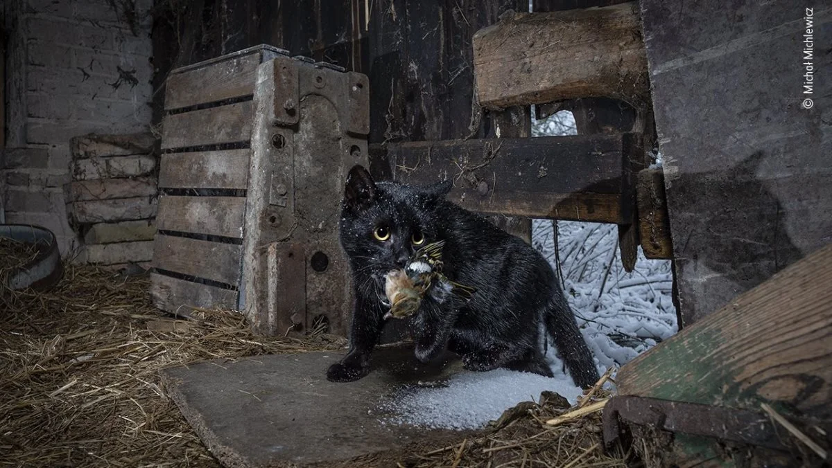 »Caught by the cat« (dansk: »Fanget af katten«): I Radolinek i Polen går en snepudret kat ind i en lade med en bogfinke, som den netop har fanget. Foto: Michal Michlewicz, Polen ©
