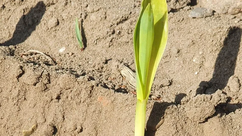 Korrekt sådybde efter de givende tørre forhold - men frøet ligger på fugtig bund på 5-6 cm. Med et lidt fugtigere såbed anbefales dybde til 3-4 cm.