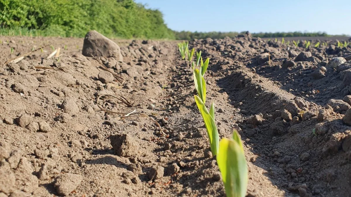 Flot såning: Alle planter spirer frem ensartet og gerne samme dag.