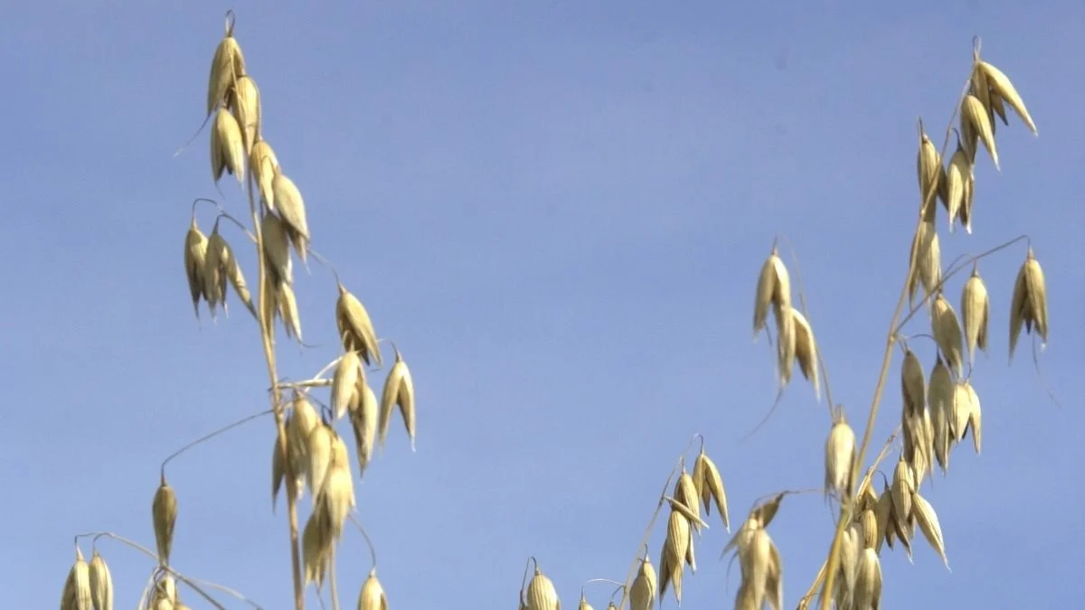 Arealet af havre ventes også at stige i den kommende sæson. Samtidig opleves efterspørgsel efter glutenfri havre, hvor der kræves nul-tolerance for alle kornafgrøder. Arkivfoto